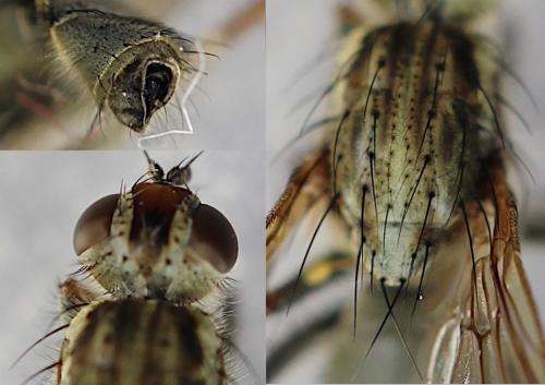 Scathophaga stercoraria